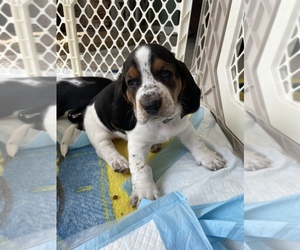 Basset Hound Puppy for sale in RIALTO, CA, USA