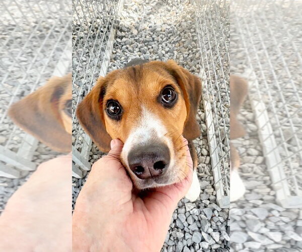 Medium Photo #5 Beagle Puppy For Sale in Thomasville, NC, USA