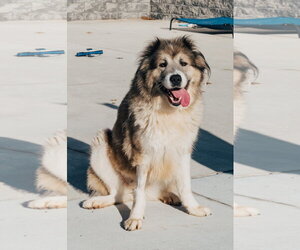 Poptart - Female Great Pyrenees Dog for Adoption