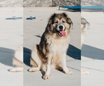 Poptart - Female Great Pyrenees Dog for Adoption - Small photo
