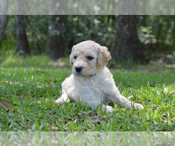 Medium Photo #6 Goldendoodle Puppy For Sale in LIVE OAK, FL, USA