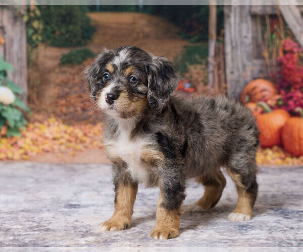 Medium Photo #3 Bernedoodle (Miniature) Puppy For Sale in DUNDEE, OH, USA