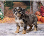 Kaley - Female Bernedoodle (Miniature) Puppy for Sale - Photo #3