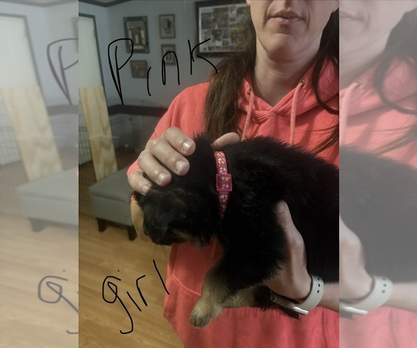 Medium Photo #1 German Shepherd Dog Puppy For Sale in RUSTBURG, VA, USA