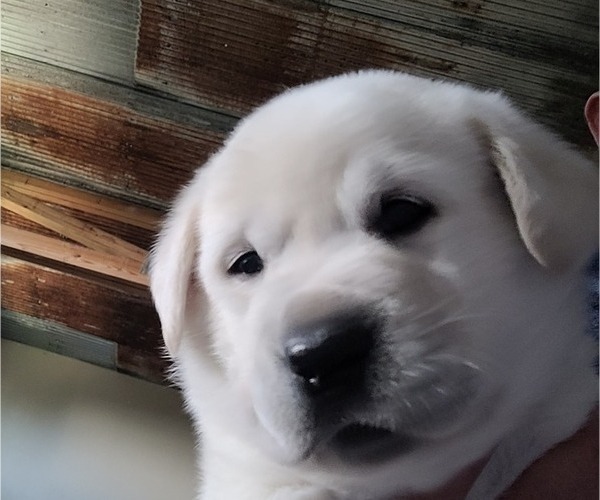 Medium Photo #1 Labrador Retriever Puppy For Sale in JOPLIN, MO, USA