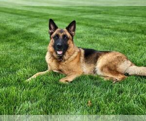 Mother of the German Shepherd Dog puppies born on 08/05/2025