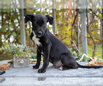 Small Photo #13 Border Collie-Boxer Mix Puppy For Sale in MILLERSBURG, IN, USA