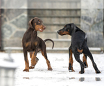 Small Photo #14 Doberman Pinscher Puppy For Sale in Moscow, Moscow, Russia