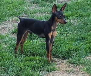 Father of the Miniature Pinscher puppies born on 10/18/2023