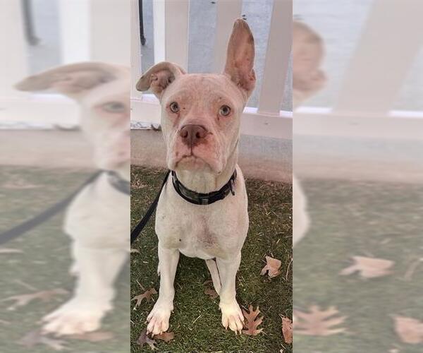 Medium Photo #1 American Staffordshire Terrier-Unknown Mix Puppy For Sale in San Antonio, TX, USA