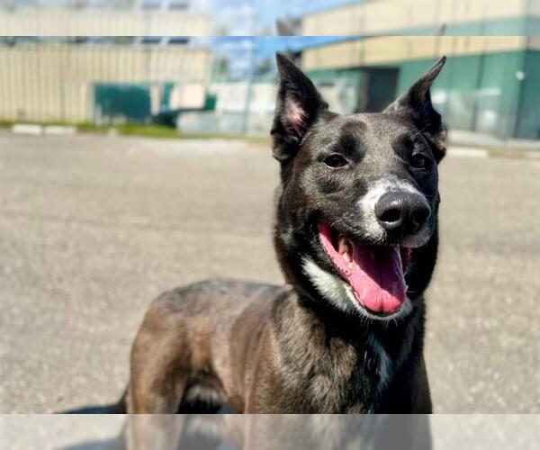 Medium Photo #1 German Shepherd Dog-Unknown Mix Puppy For Sale in Petaluma, CA, USA
