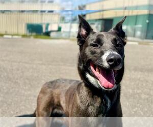 German Shepherd Dog-Unknown Mix Dogs for adoption in Petaluma, CA, USA