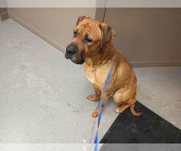 Medium Photo #2 Boxer Puppy For Sale in La Porte, IN, USA