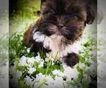 Small #6 Shih Tzu