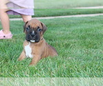 Small #2 Boxer
