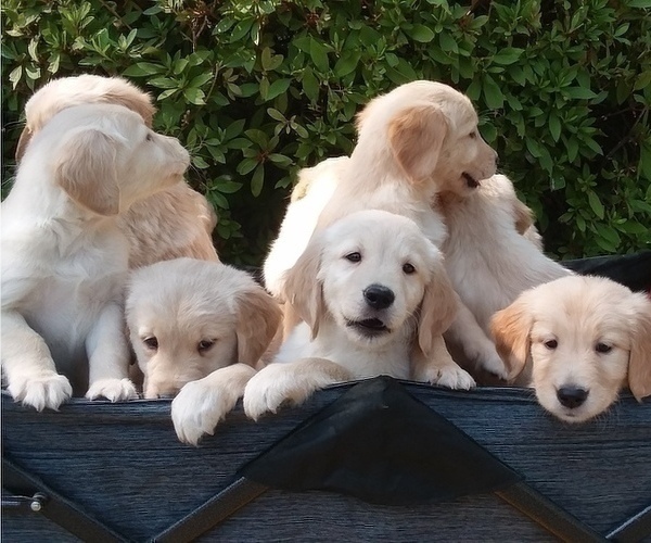 Medium Photo #20 Golden Retriever Puppy For Sale in CITRUS HEIGHTS, CA, USA