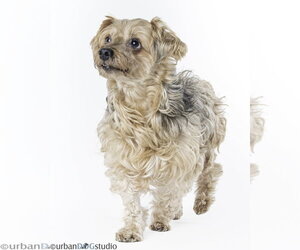 Louie - M - Male Maltese-Unknown Mix Dog for Adoption - Photo #3