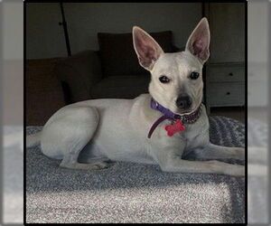 Chihuahua-Unknown Mix Dogs for adoption in San Diego, CA, USA