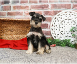 Small #2 Schnauzer (Miniature)