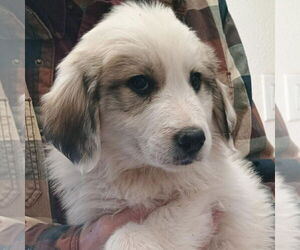 Great Pyrenees Dogs for adoption in Vail, AZ, USA