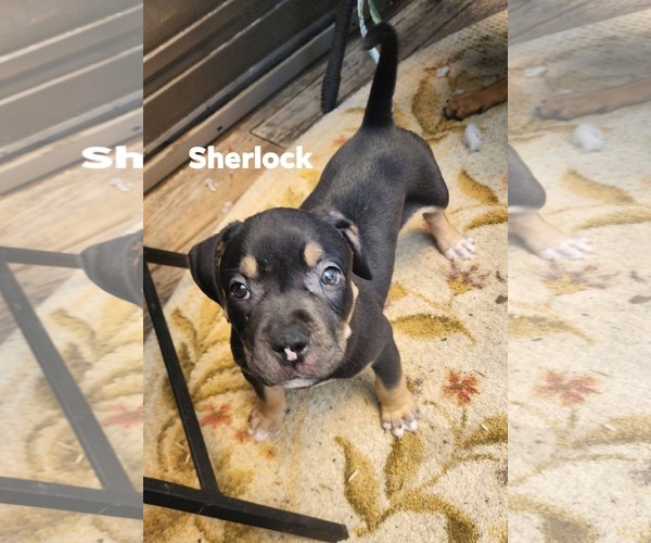 Medium Photo #2 Rottweiler-Unknown Mix Puppy For Sale in Marine City, MI, USA