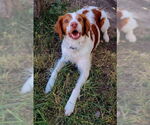 Small #2 Brittany