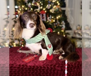 Father of the Dachshund puppies born on 07/27/2025