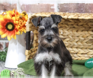 Schnauzer (Miniature) Puppy for Sale in SYRACUSE, Indiana USA