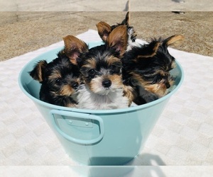 Yorkshire Terrier Litter for sale in NASHVILLE, TN, USA