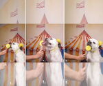 Small #12 American Bulldog Mix