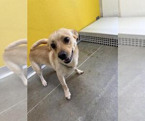 Chihuahua-Unknown Mix Dogs for adoption in Temple, TX, USA