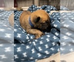 Small Photo #231 Belgian Malinois Puppy For Sale in REESEVILLE, WI, USA