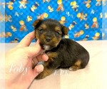 Image preview for Ad Listing. Nickname: Tiny Toby