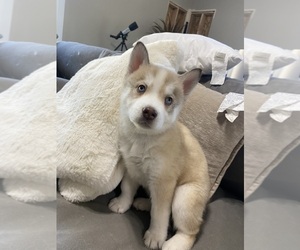 Medium Siberian Husky