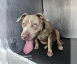 Small American Staffordshire Terrier