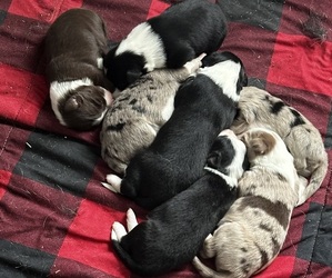 Border Collie-Miniature Australian Shepherd Mix Puppy for Sale in SILVER CREEK, New York USA