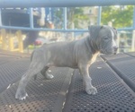 Puppy Puppy 6 American Pit Bull Terrier