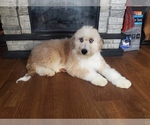 Small Photo #4 Bernedoodle-Poodle (Toy) Mix Puppy For Sale in BLACK FOREST, CO, USA