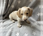 Puppy Puppy 1 Horton Dachshund