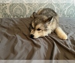 Small Photo #3 Siberian Husky Puppy For Sale in ALTON, IL, USA