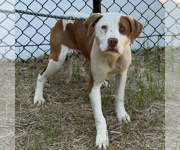Medium Photo #4 Mutt Puppy For Sale in Tarboro, NC, USA