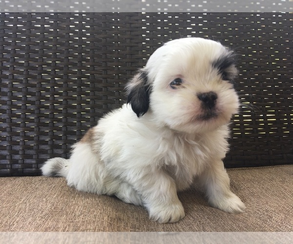 Medium Photo #2 Mal-Shi-Shih Tzu Mix Puppy For Sale in HASTINGS, MI, USA