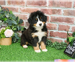 Small #2 Bernese Mountain Dog