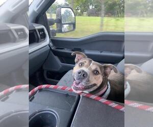SANDY - Female Mutt Dog for Adoption - Photo #2
