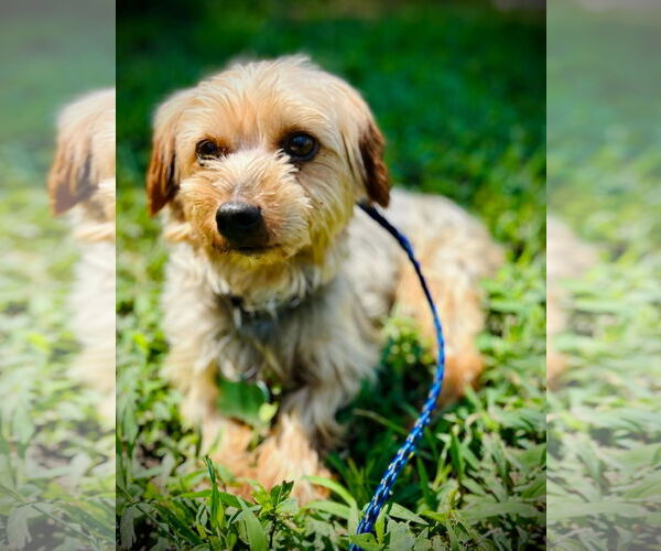 Medium Photo #3 Mutt Puppy For Sale in Pacolet, SC, USA