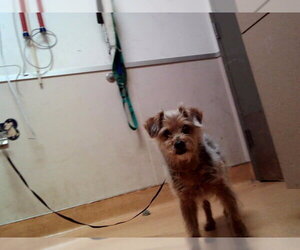 Mutt Dogs for adoption in Martinez, CA, USA