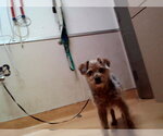 Small Mutt