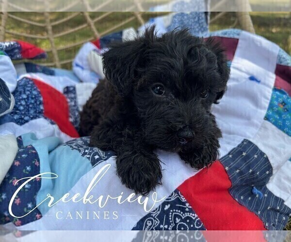 Medium Photo #29 Schnoodle (Miniature) Puppy For Sale in NIANGUA, MO, USA