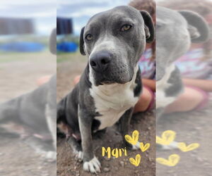 American Pit Bull Terrier-Unknown Mix Dogs for adoption in Monte Vista, CO, USA