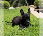Small #1 Chihuahua Mix
